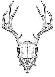 Two ovals drawn on top of the skull will mark the basis of each horn. Free Image On Pixabay Skull Horns Antlers Rabbit Antler Drawing Skull Drawing Skull Art