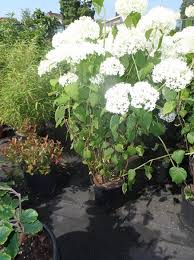 Was sie alles über die pflege der annabella wissen. Schneeball Hortensie Annabelle Hydrangea Arborescens Annabelle 60 80 Cm Im 10 Liter Container Gunstig Kaufen