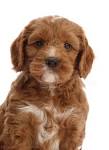 9 Best Red Cockapoo images | Cockapoo, Red cockapoo, Puppies