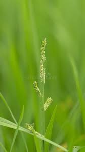 Image result for Echinochloa colona