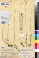 Image result for Kohautia caespitosa