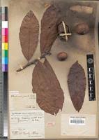 Image result for Strephonema