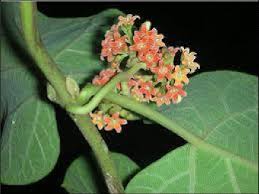 Image result for Marsdenia