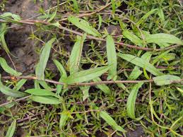 Image result for Xenostegia tridentata