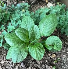 Image result for Macrotyloma densiflorum
