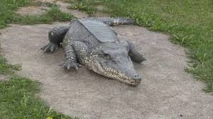 Naturbornholm har i samarbejde med bornholms regionskommune udgivet en bog: Natur Bornholm Youtube