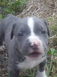 Doginstructions Resources And Information This Website Is For Sale Cute Pitbull Puppies Pitbull Puppies Pictures Of Pitbull Puppies