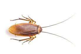 Pest control service in dubai helped me with deep cleaning and pest control services for my new home. Dubai Pest Control Pest Control Services Supremepcs Dubai