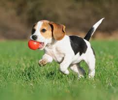 An eight week old kitten will usually weigh around 2lbs. Your Puppy What To Expect At 8 To 12 Weeks