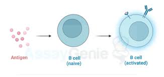 Image result for B-Lymphocyte