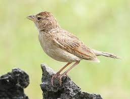 Burung branjangan, burung ideal dengan suara yang bervariasi yang cocok untuk dipelihara di rumah. Mengetahui Ciri Ciri Fisik Burung Branjangan Jawa Timur Paling Lengkap Kicau Mania