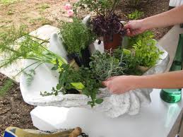 We did not find results for: Create A Stunning Herb Container Garden Hgtv