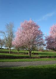 Native to (or naturalized in) oregon: Krauter Vesuvius Plum Tree Buy Online Pickup At Nursery