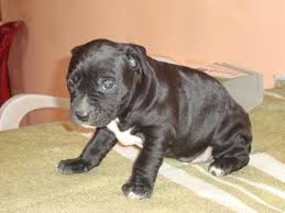 Wir sammeln bis zu 59 anzeigen von hunderten kleinanzeigen portalen für dich! Pitbull Welpe Sucht Ein Zuhause 859237