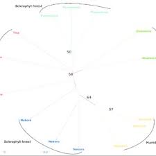 Image result for Ixora burundiensis