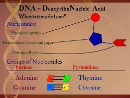 Dna And Rna Questions 1 What Do The Letters Dna Stand For 2 What Do The Letters Rna Stand For 3 What Are The Nitrogenous Bases That Are Used To Make Ppt Download