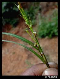 Image result for Scleria