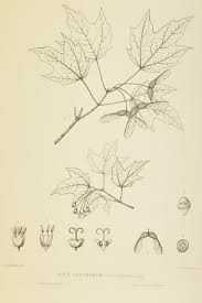 This tree's claim to fame (as its name perhaps suggests) is its use in maple syrup production. Oxford University Plants 400 Acer Saccharum