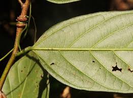 Image result for Leptonychia