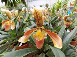We did not find results for: Paphiopedilum