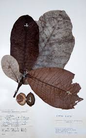 Image result for Gardenia imperialis