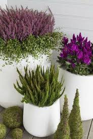 Disse Blomstene Holder Seg Vakre Hele Hosten Garten Pflanzen Topf Und Kubelpflanzen Topfpflanzen Terrasse