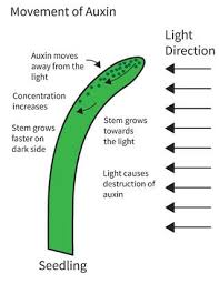 Growth hormone (gh) is a peptide hormone that stimulates growth, cell reproduction and regeneration in humans and other animals. What Are Plant Auxins And How Do They Affect Plant Growth
