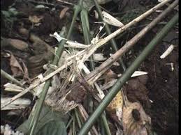 Image result for Sarcophrynium schweinfurthianum