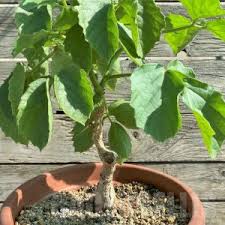 Image result for Cyphostemma quinatum