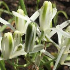 Image result for Psydrax locuples