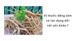 Vị thuốc đẳng sâm có tác dụng đối với sức khỏe ?