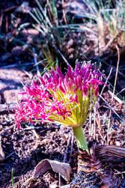 Image result for Synadenium cupulare