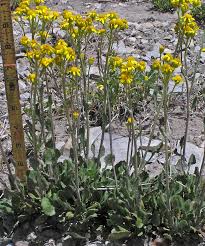 Image result for Senecio gramineticola