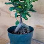 Ficus Bonsai Microcarpa Ginseng
