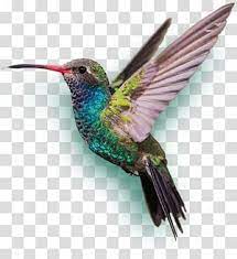 Blue And Green Humming Bird Bee Hummingbird Smolders Shoes Hummingbird Transparent Background Pn Hummingbird Illustration Eagle Painting Feather Illustration