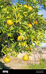 Image result for Citrus × aurantium