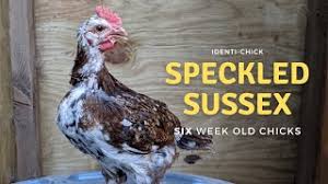 Animal place took in 10 of the hens. Speckled Sussex 6 Week Old Chicks Youtube