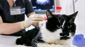 We did not find results for: Covid Scientists Find More Evidence Of Human To Cat Transmission Bbc News