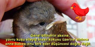 Kas Yapayim Derken Goz Cikarmayin Yavru Bir Kus Buldugunuzda Yapmaniz Gerekenleri Soyluyoruz Onedio Com