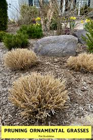 We did not find results for: Pruning Ornamental Grasses Short Medium Tall Garden Sanity By Pet Scribbles
