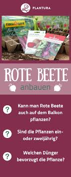 Rote Beete Im Portrait Die Gesunde Rube Aus Dem Eigenen Garten Plantura Rote Beete Pflanzen Balkon Pflanzen Rote Beete
