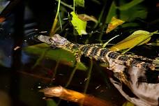 Life as an Alligator Biologist