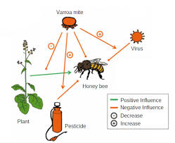 Varroa destructor is a parasitic mite that colonizes beehives and preys on honey bees by consuming their hemolymph. How The Varroa Mite Harms The Bees Vatorex A World With Bees