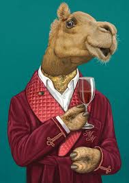 Camels only have one or 2 humps depending on the kind of camel but if it is pregnate it's belly would bump out creating a 3 humped camel. Camels
