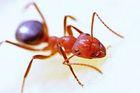 How To Get Rid Of Ants Naturally Best Pest Control Fire Ants Ant Control
