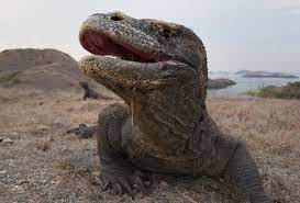 Remontant à 4 millions d'années, il donne une « petite » idée du temps des dinosaures. Le Dragon De Komodo N Est Pas Un Cadeau