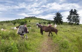 Maybe you would like to learn more about one of these? Experience Appalachian Adventure On The Virginia Creeper Trail