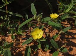 Image result for Melhania forbesii