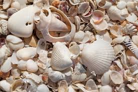 Sanibel island has 15 miles of beaches, 22 miles of bike paths, abundant wildlife and the largest undeveloped mangrove ecosystem in the country. 12 Beautiful Shelling Beaches In Florida Florida Trippers