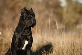 Right Italian Mastiff Cane Corso Growth Chart 2019